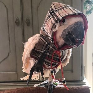 Burdberry Hoodie❣️🦜 😅😇